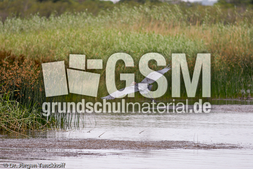 Purpurreiher (10 von 12).jpg